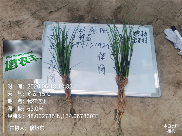 劲驼肥使用效果